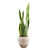 Golden Edged Sansevieria Trifasciata Plant