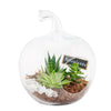 America Blooms Flower Delivery - America Blooms Delivery Flower Gifts - Plant Gifts - Terrarium