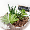 Blooms America Flower Delivery - Blooms America Flower Gifts - Plant Gifts - Terrarium