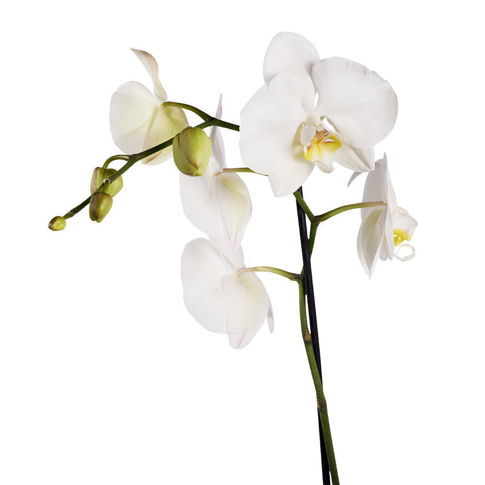 Guinness Flowers & Beer Gift, Guinness beers and white orchid gift from America Blooms - America Delivery.