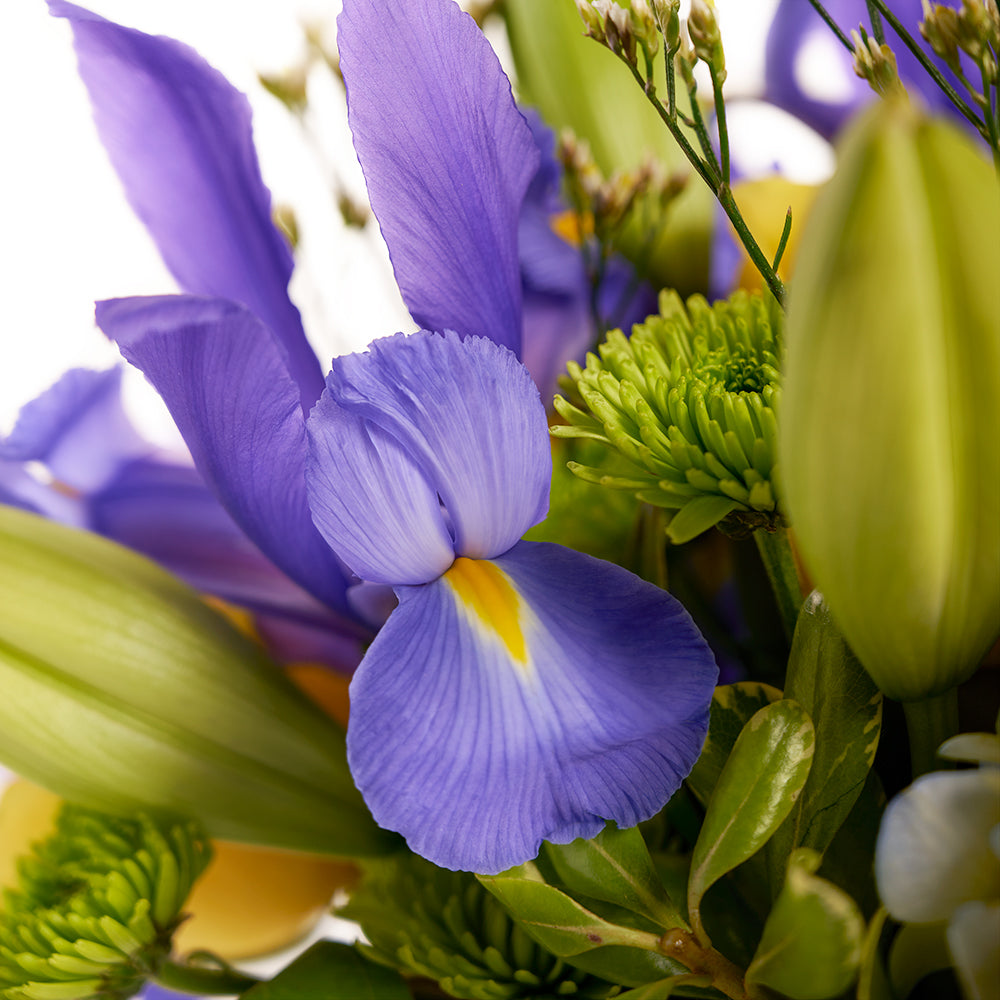 Irises in Paradise mixed arrangement, from America Blooms - Same Day America Delivery.