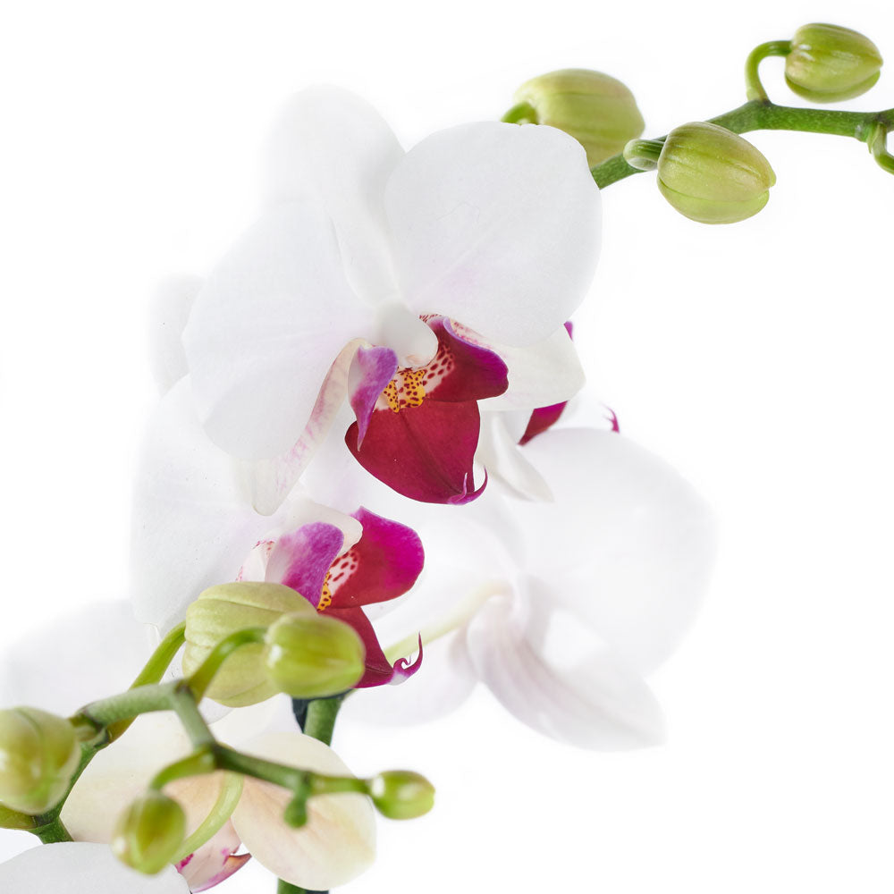 Two Orchid Plants in Classic Planter – how the gift is presented