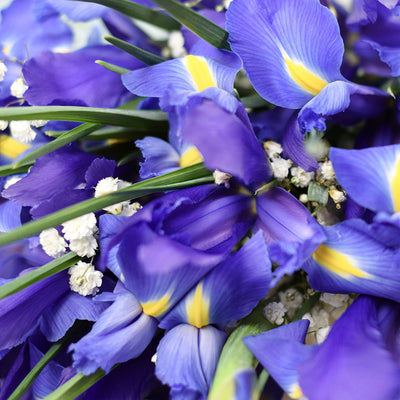 Lavish Lavender Iris Bouquet, Iris Bouquet from America Blooms - America Delivery.