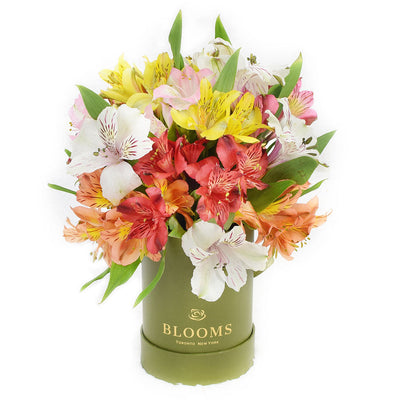 Livewire Lilies Flower Gift, Fresh Lily Gifts from America Blooms - America Delivery.