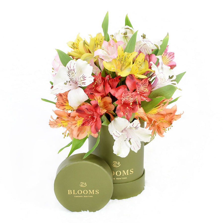 Our Livewire Lilies Flower Gift & Chocolates set is crafted to deliver heartfelt wishes to your loved ones, no matter the occasion, from America Blooms - Same Day America Delivery.