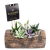 Natural Log Succulent Arrangement - Succulent Gift - America Blooms Delivery
