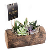 Natural Log Succulent Arrangement - Succulent Gift - Blooms America  Delivery