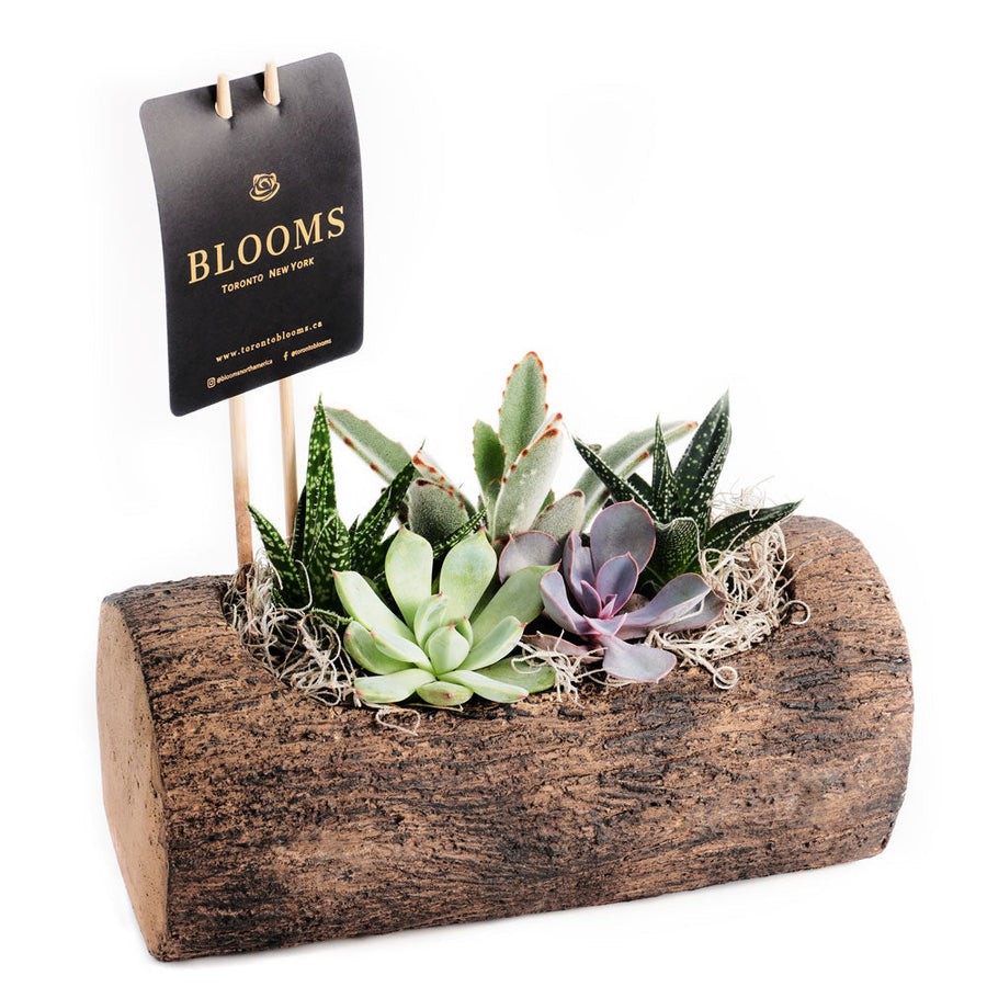 Natural Log Succulent Arrangement - Succulent Gift - America Blooms Delivery