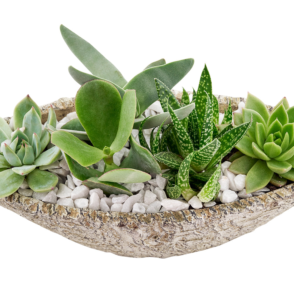 Succulent Garden Plant with Decorative Planter – how the gift is presented