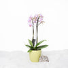 Orchid Vase Arrangement - Orchid Potted Plant - America Blooms- America Blooms Delivery