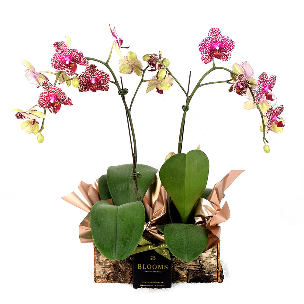 Pink Orchid Decorative Planter Plant – how the gift is presented