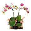 Oriental Musings Exotic Orchid Plant, Orchid plant Blooms  from America Blooms - America Delivery.