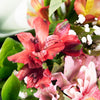 Parisian Brilliance Peruvian Lily Bouquet - Mix Floral Bouquet Gift - Same Day Blooms America Delivery