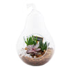 Pear-shaped succulent terrarium. America Blooms- America BloomsDelivery