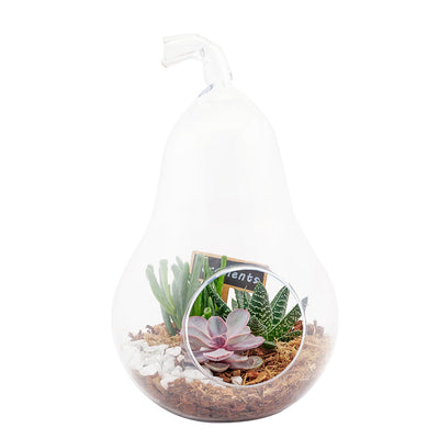 Pear-shaped succulent terrarium. Blooms America Delivery
