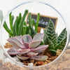 Pear-shaped succulent terrarium. Blooms America Delivery