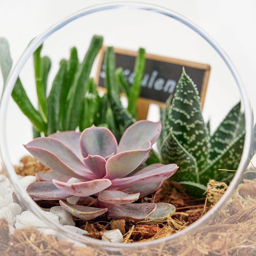 Pear-shaped succulent terrarium. America Blooms- America BloomsDelivery