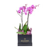 Perfect In Pink Exotic Orchid Plant, Pink orchid arranged in a black box from America Blooms - America Delivery.