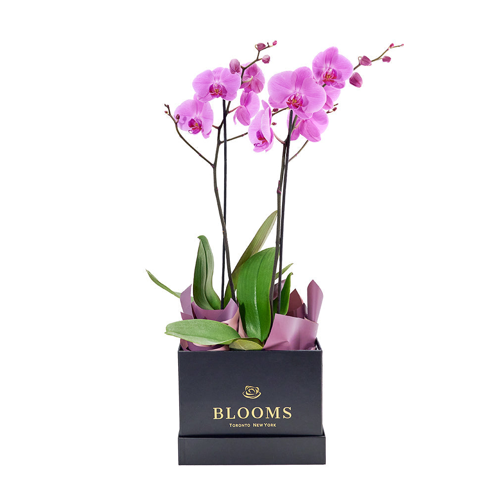 Perfect In Pink Exotic Orchid Plant, Pink orchid arranged in a black box from America Blooms - America Delivery.