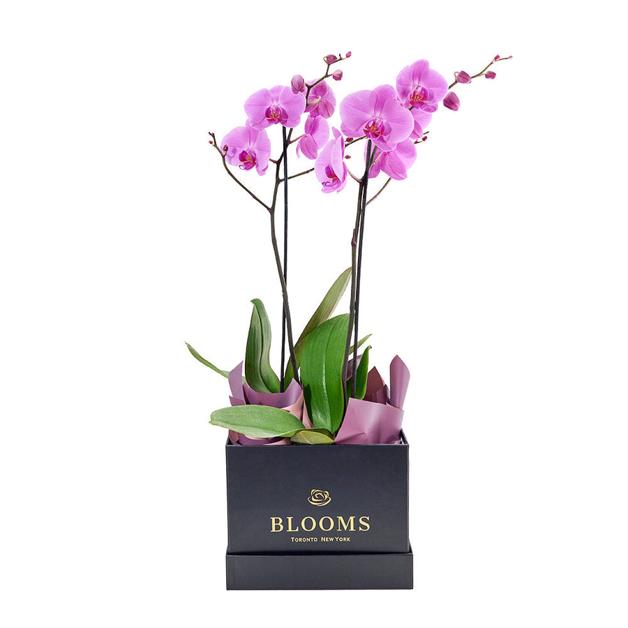 Perfect In Pink Exotic Orchid Plant, Pink orchid arranged in a black box from America Blooms - America Delivery.