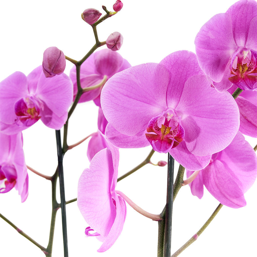 Perfect In Pink Exotic Orchid Plant, Pink orchid arranged in a black box from America Blooms - America Delivery.