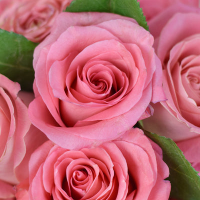 Pink Glow Box Rose Set, Pink Roses Gift, Rose Gift Hat Box, Rose Hat Box, Rose Arrangement, Blooms America Delivery