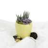Potted Succulent Arrangement - Succulent Plant Gift - America Blooms- America Blooms Delivery