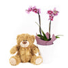 Potted Orchids and Bear - Flower and Plushie Gift Set - America Blooms- America Blooms Delivery