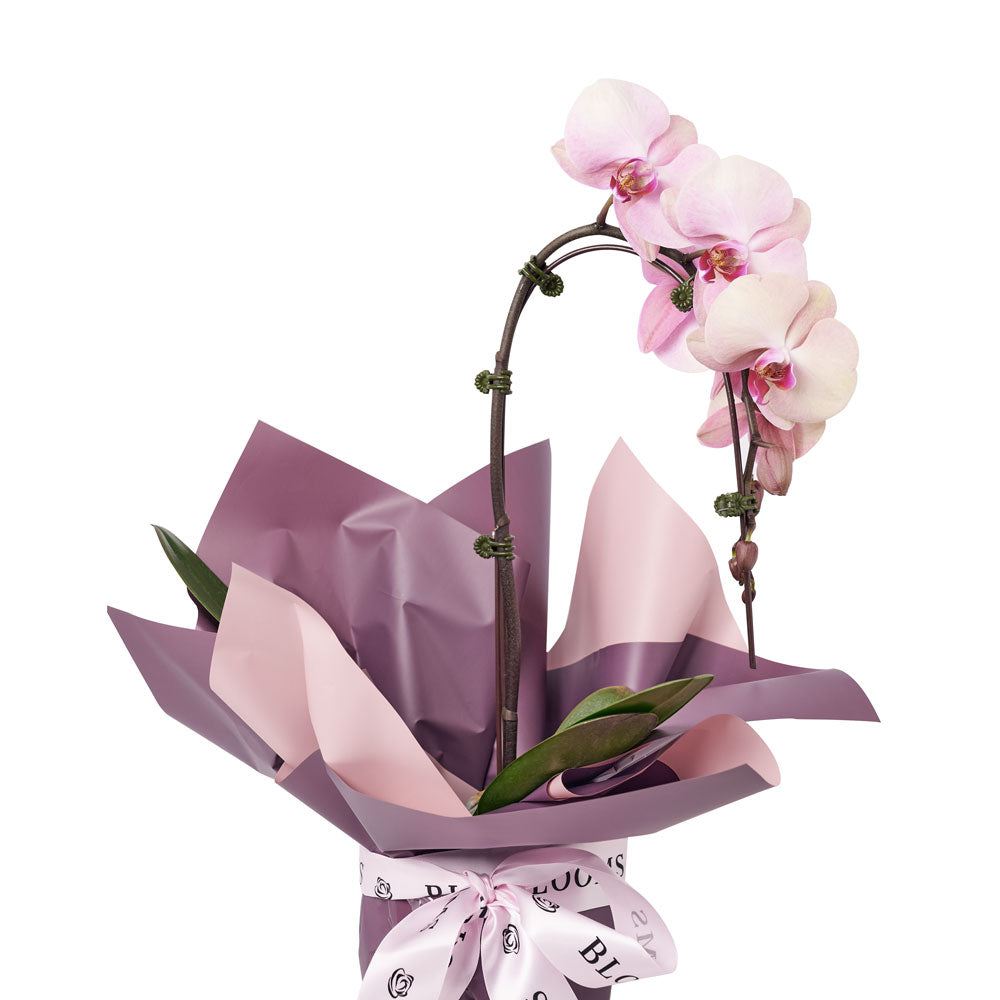 Pure & Simple Flowers & Wine Gift - Orchid plant and Wine Gift Set - Blooms America Delivery