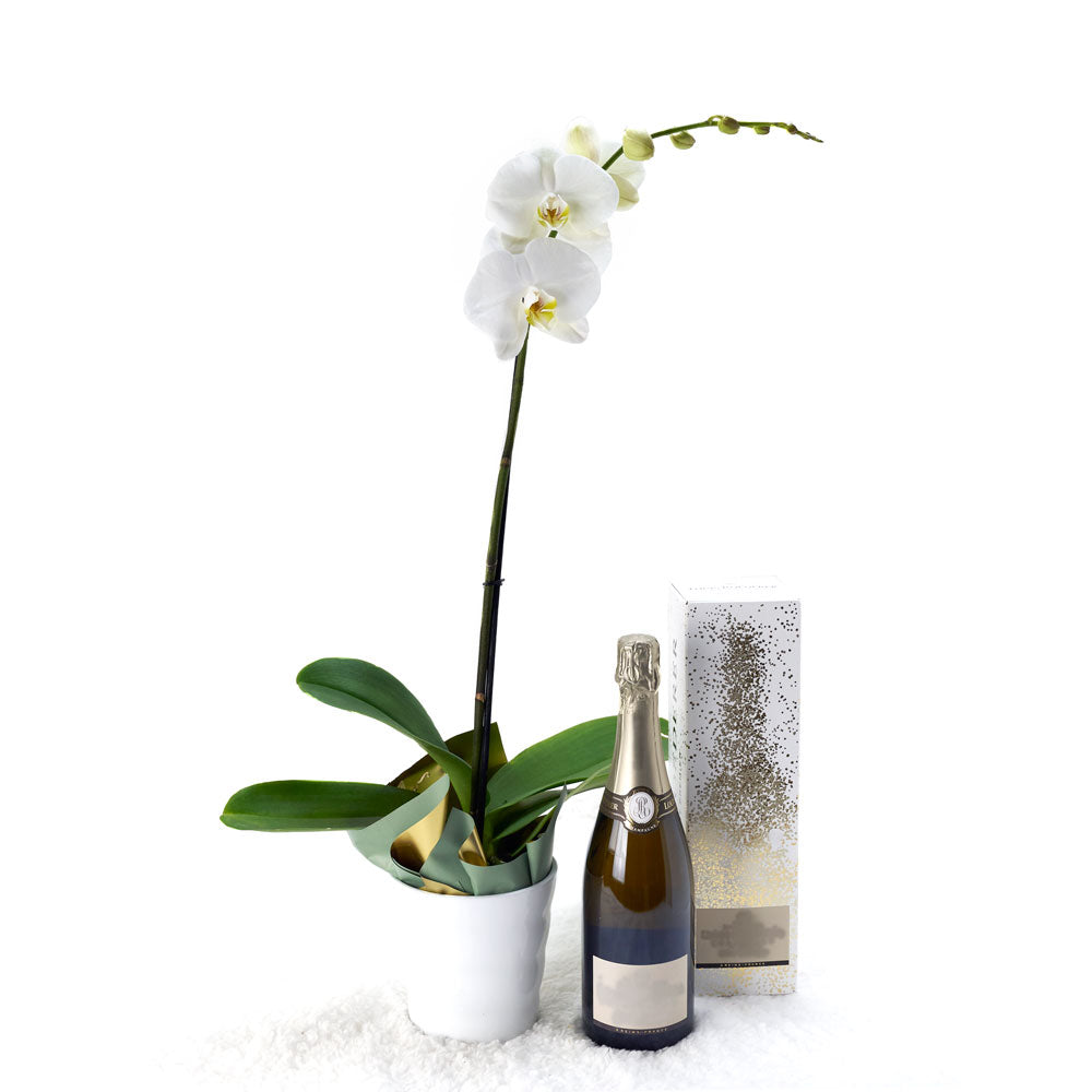 Pure &amp; Simple Flowers &amp; Champagne Gift, White potted orchid with a bottle of sparkling wine from America Blooms - America Delivery.