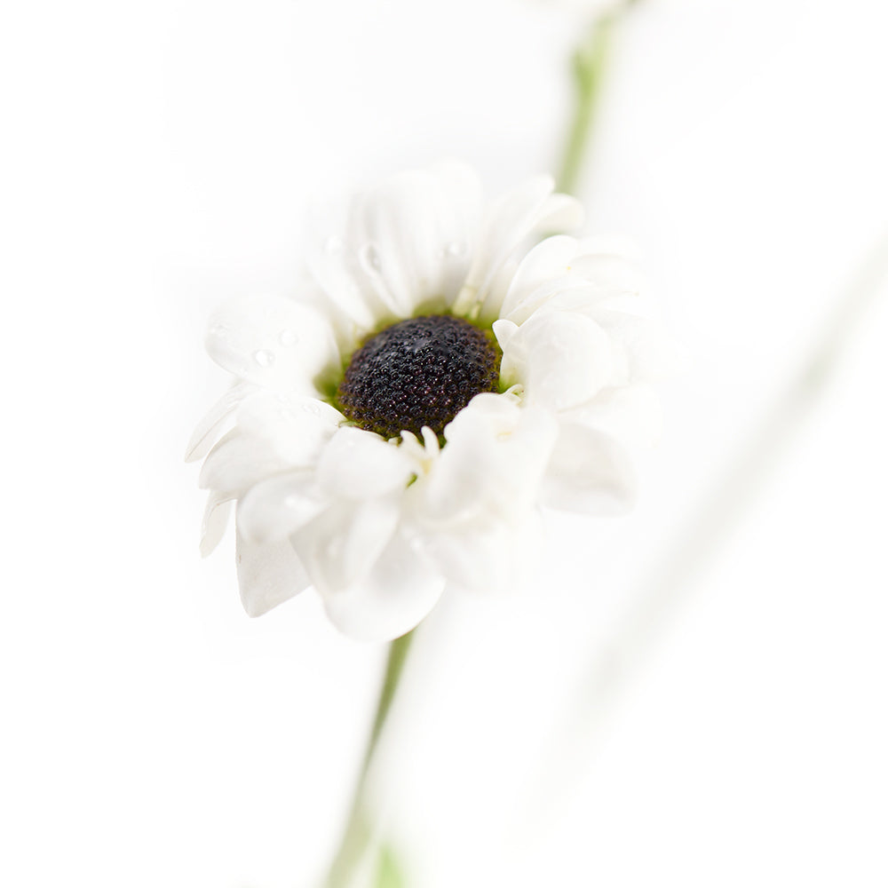 Pure and Pristine Daisy Bouquet - Gift Delivery - Blooms America Delivery