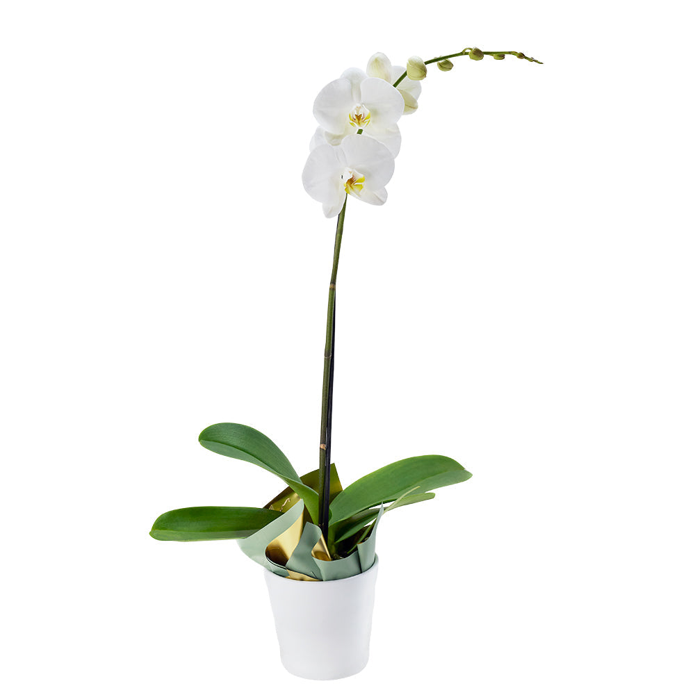 Pure &amp; Simple Exotic Orchid Plant, Orchid Gift from America Blooms -  America Delivery.