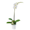 Pure & Simple Exotic Orchid Plant, Orchid Gift from America Blooms -  America Delivery.