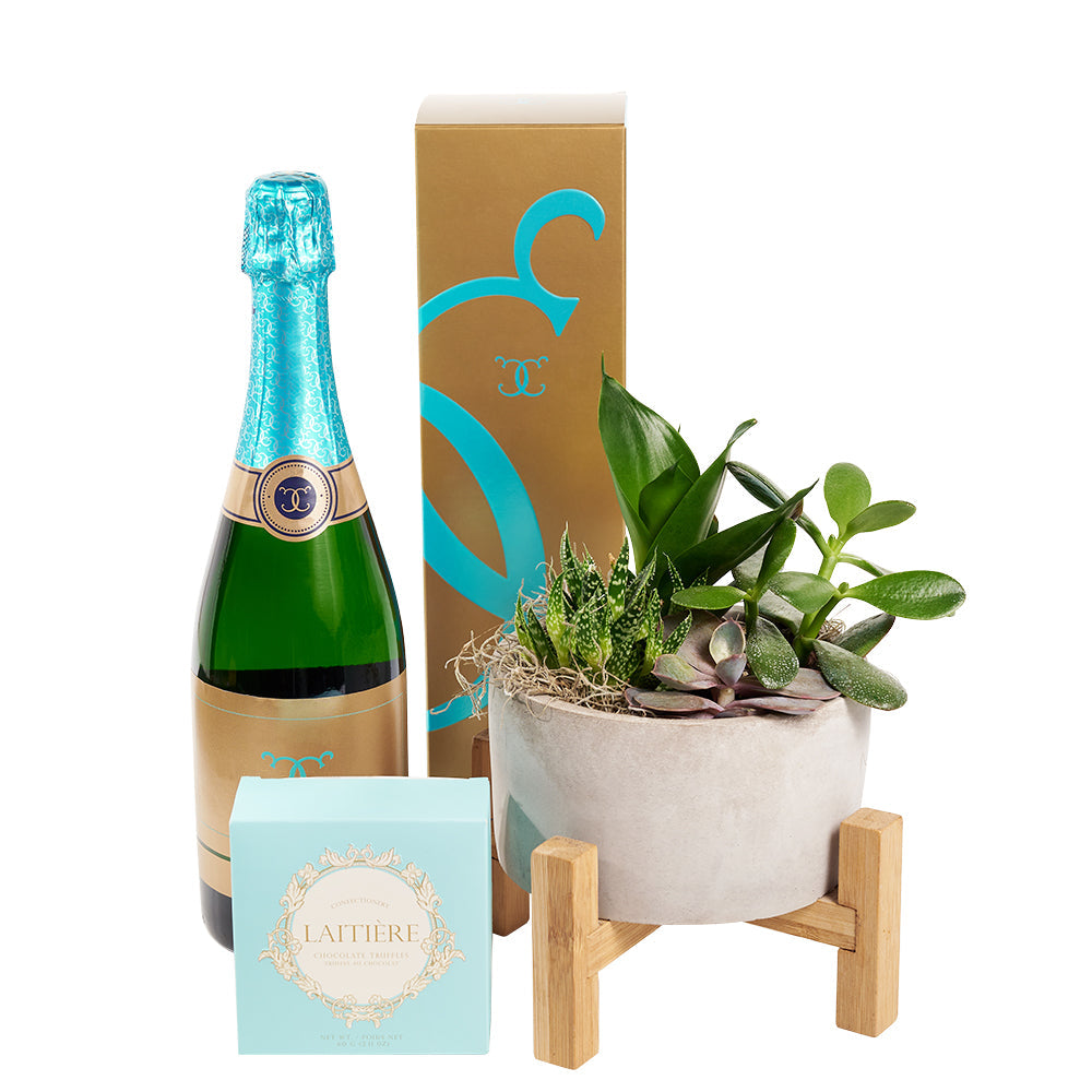 Reasons to Celebrate Plant &amp; Champagne Gift - Wine Gift Set - America Blooms Delivery