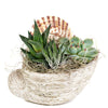 Shell Succulent Arrangement – Succulent Gifts – America Blooms delivery