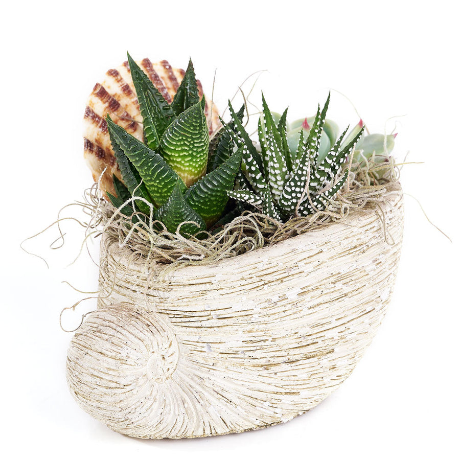 Shell Succulent Arrangement – Succulent Gifts – America Blooms delivery