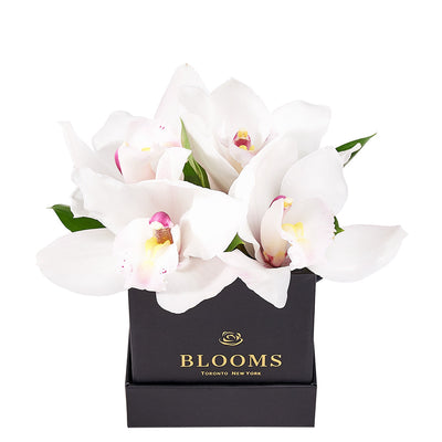 Simple Orchid Gift Box– Orchid Gifts– America Blooms delivery