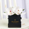 Simple Orchid Gift Box– Orchid Gifts– Blooms America delivery