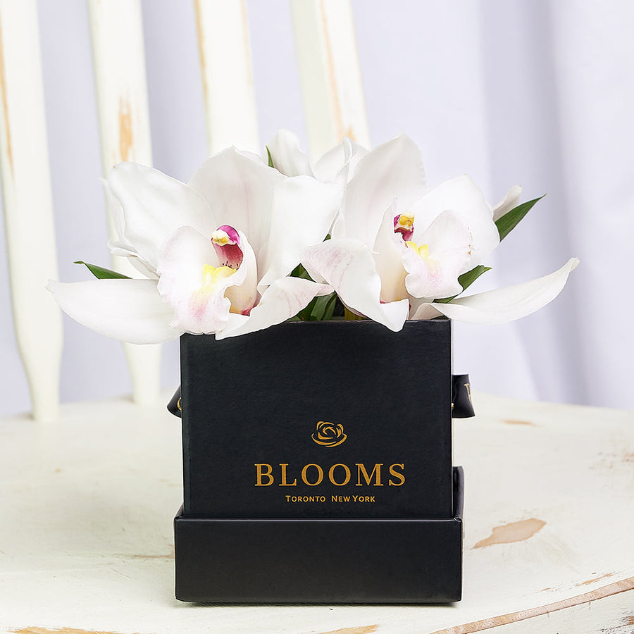 Simple Orchid Gift Box– Orchid Gifts– America Blooms delivery