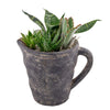 Sitting Pretty succulent arrangement in a pitcher pot. America Blooms Delivery