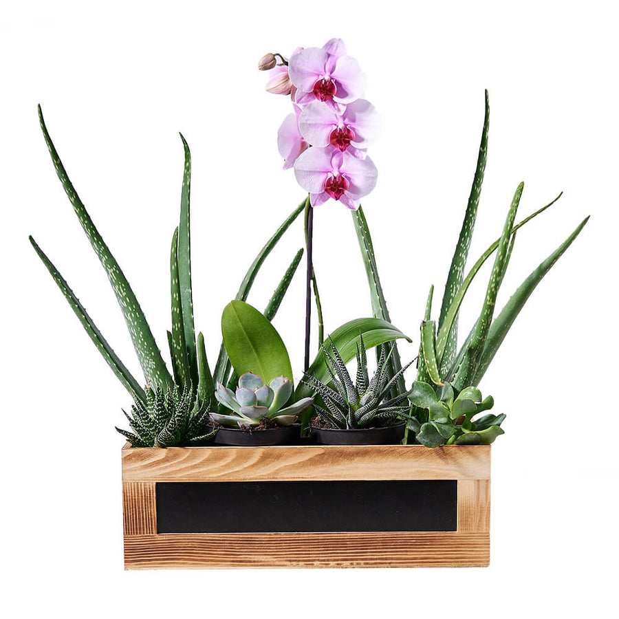 Succulent & Orchid Gift Arrangement, orchid gift, succulent gift from America Blooms - Same Day America Delivery.