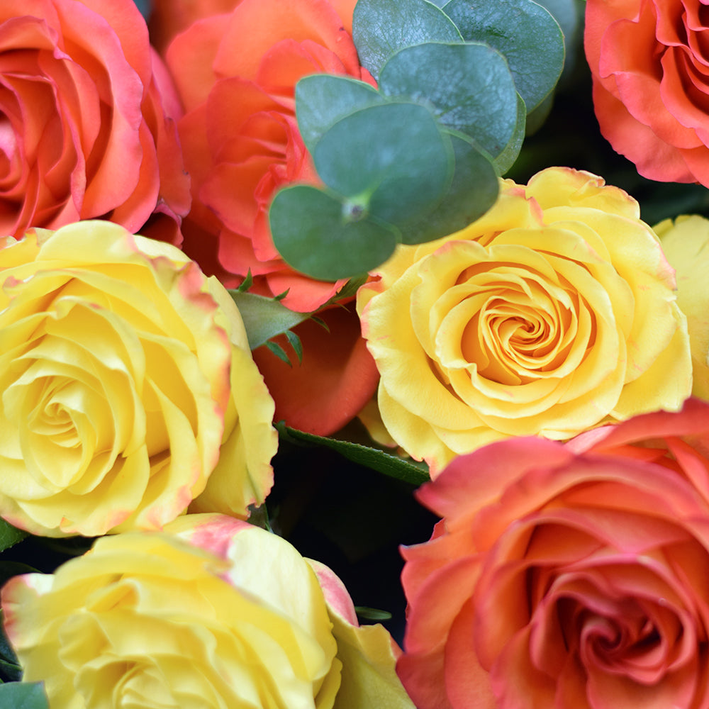 Sunset rose bouquet in red, yellow, and orange. Blooms America Delivery
