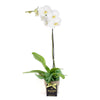 Pearl Essence White Orchid Blooms America Delivery
