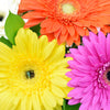 Floral Daisy Hat box arrangement in bright colours. Blooms America Delivery.