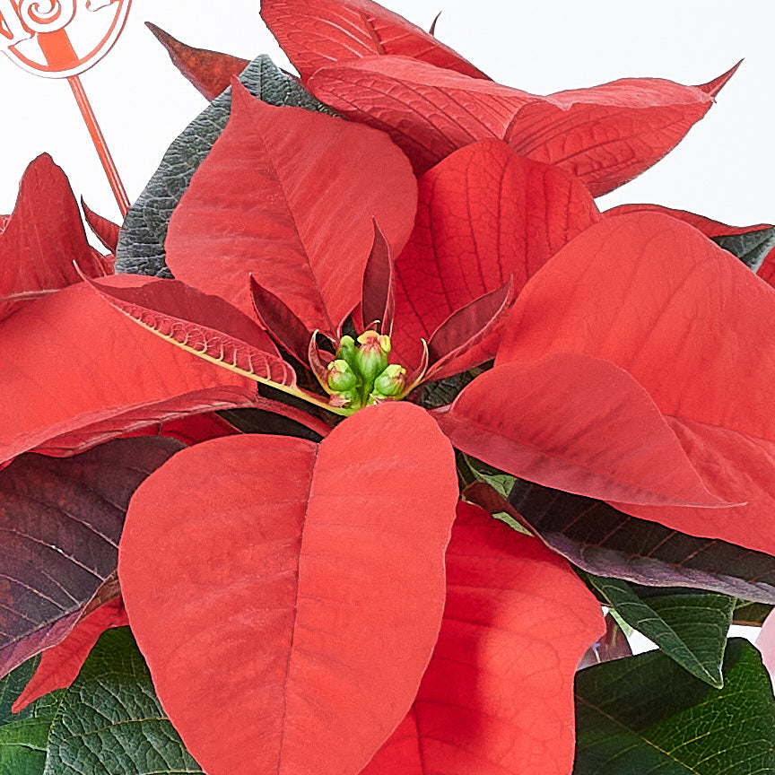 Potted Flower, flowers, Flower Arrangement, christmas, holiday, Set 24040-2021, holiday flower delivery, delivery holiday flower, christmas plant canada, canada christmas plant, America delivery