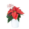 Potted Flower, flowers, Flower Arrangement, christmas, holiday, Set 24040-2021, holiday flower delivery, delivery holiday flower, christmas plant canada, canada christmas plant, America delivery