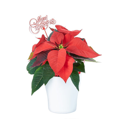 Potted Flower, flowers, Flower Arrangement, christmas, holiday, Set 24040-2021, holiday flower delivery, delivery holiday flower, christmas plant canada, canada christmas plant, America delivery